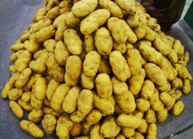 Produrre caseina dalle patate: si può con l’agricoltura molecolare