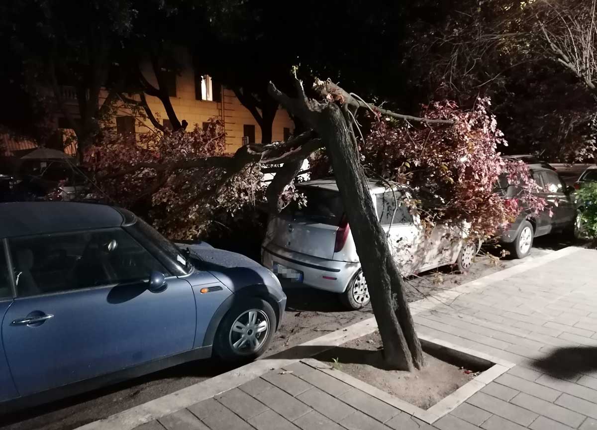 Prati, crolla un albero in via Sabotino: distrutte quattro auto in sosta