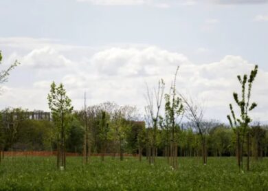 Inquinamento atmosferico e sostenibilità: un’app racconta la vita degli alberi
