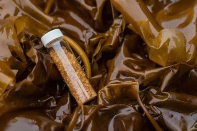 Addio per sempre alla plastica: arrivano gli imballaggi in alghe marine