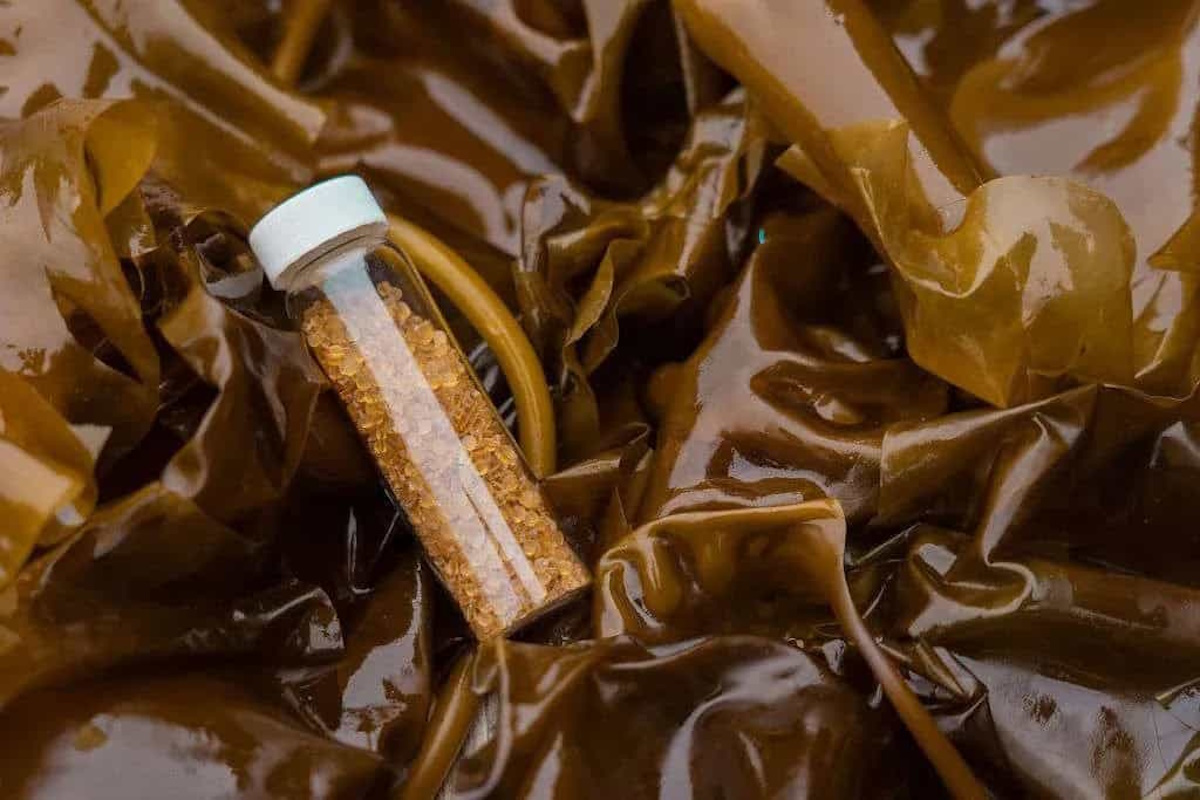 Addio per sempre alla plastica: arrivano gli imballaggi in alghe marine Addio per sempre alla plastica: arrivano gli imballaggi in alghe marine