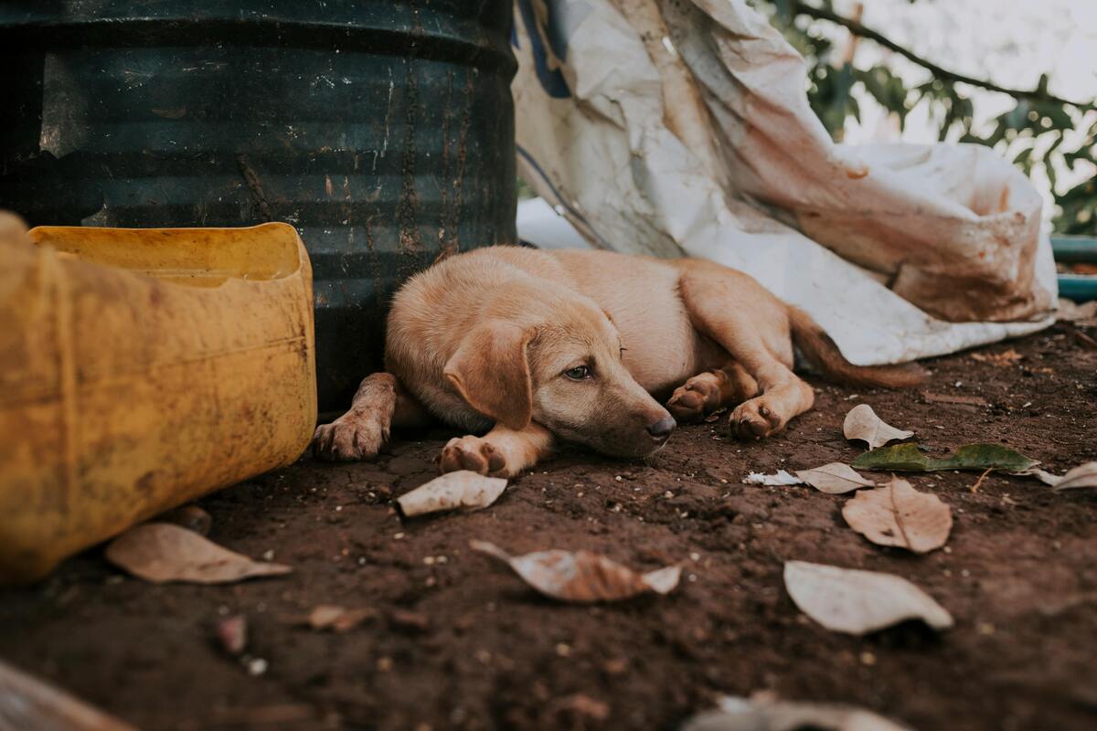 Il padrone non denuncia il cane smarrito: non è abbandono. Ecco perchè Il padrone non denuncia il cane smarrito: non è abbandono. Ecco perchè