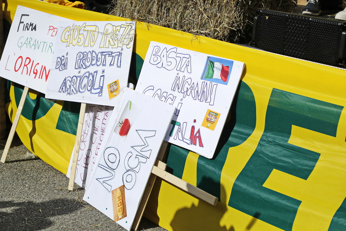 Cimice asiatica, è allarme. Sos di Coldiretti: “Raccolti a rischio nel Lazio”