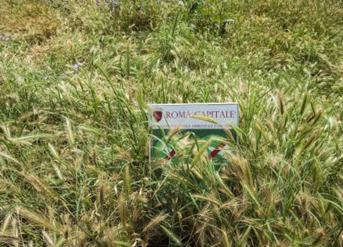 Erba alta in città, marciapiedi e aiuole come boschi. Lega: “Allarme scuole”