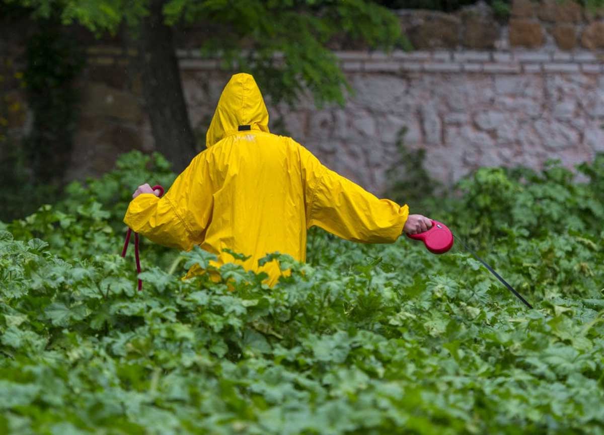 Erba alta in città, marciapiedi e aiuole come boschi. Lega: “Allarme scuole”