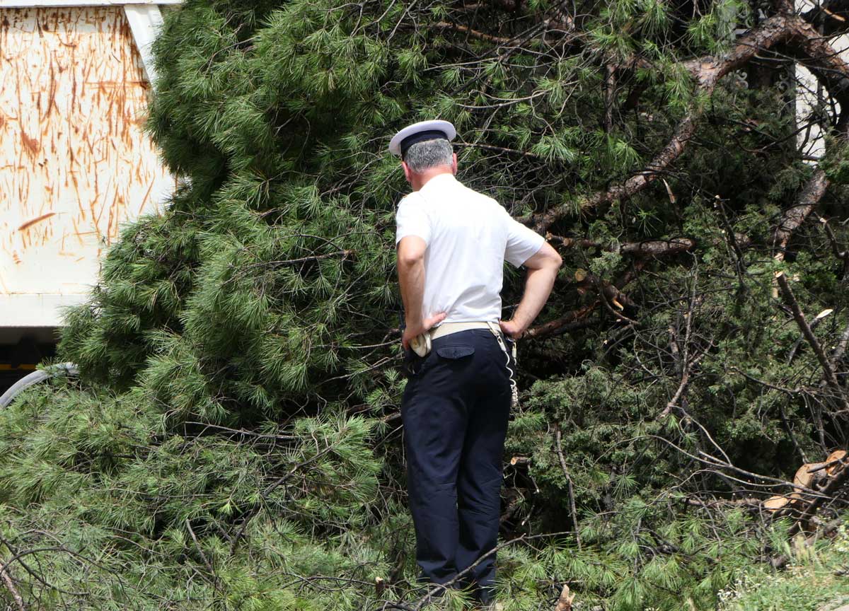 Crolla un albero contro un palazzo in via Latina, 3 appartamenti evacuati Crolla un albero contro un palazzo in via Latina, 3 appartamenti evacuati