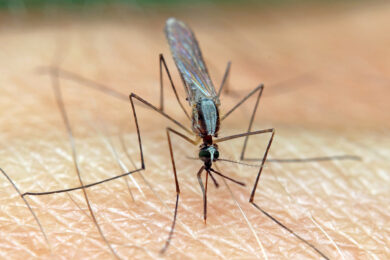 Allarme malaria in Italia, trovata la zanzara Anopheles in Puglia