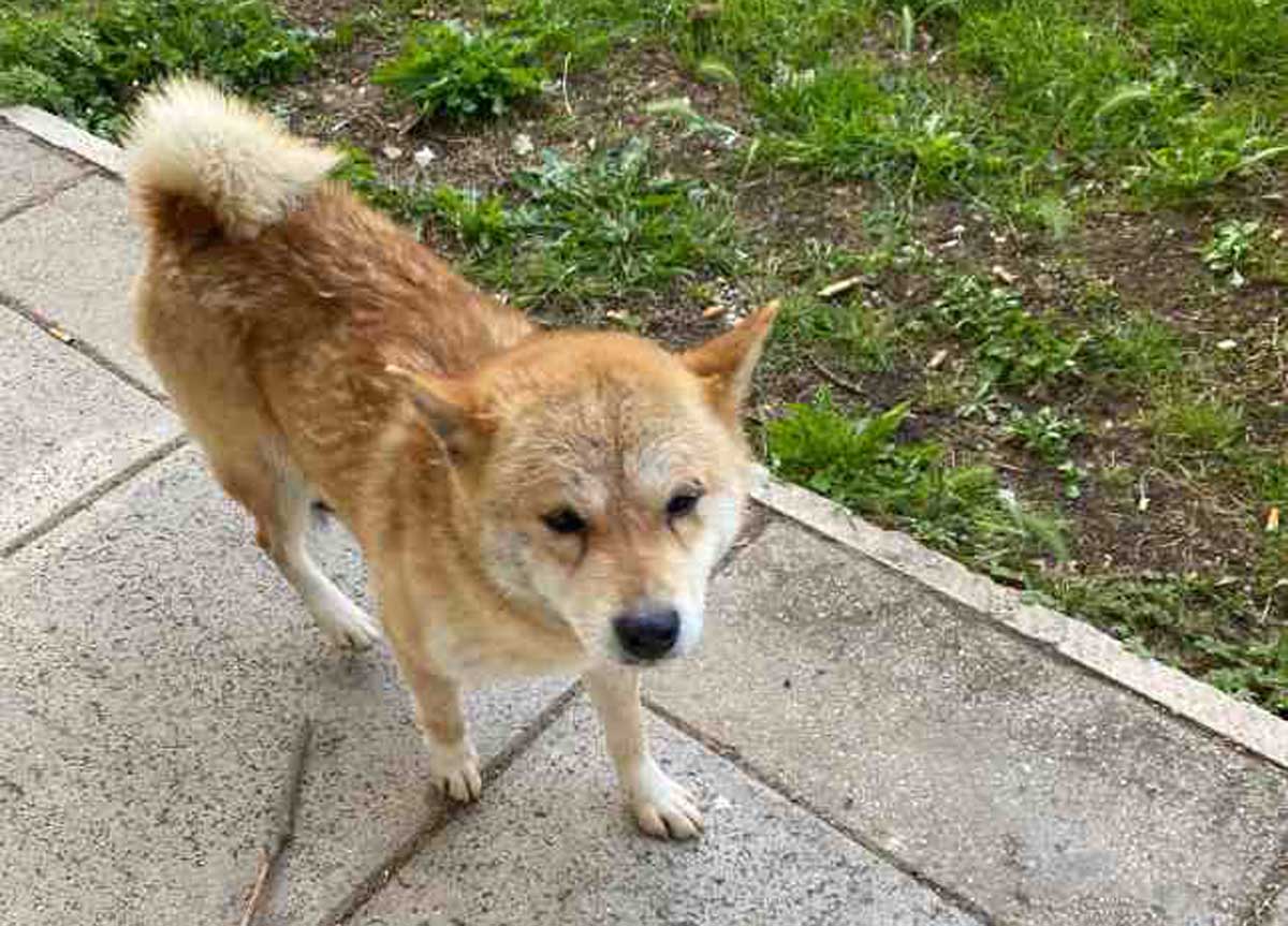 Cucciolo di Akita fugge da Formia e prende il bus per Cassino: ritrovato Cucciolo di Akita fugge da Formia e prende il bus per Cassino: ritrovato
