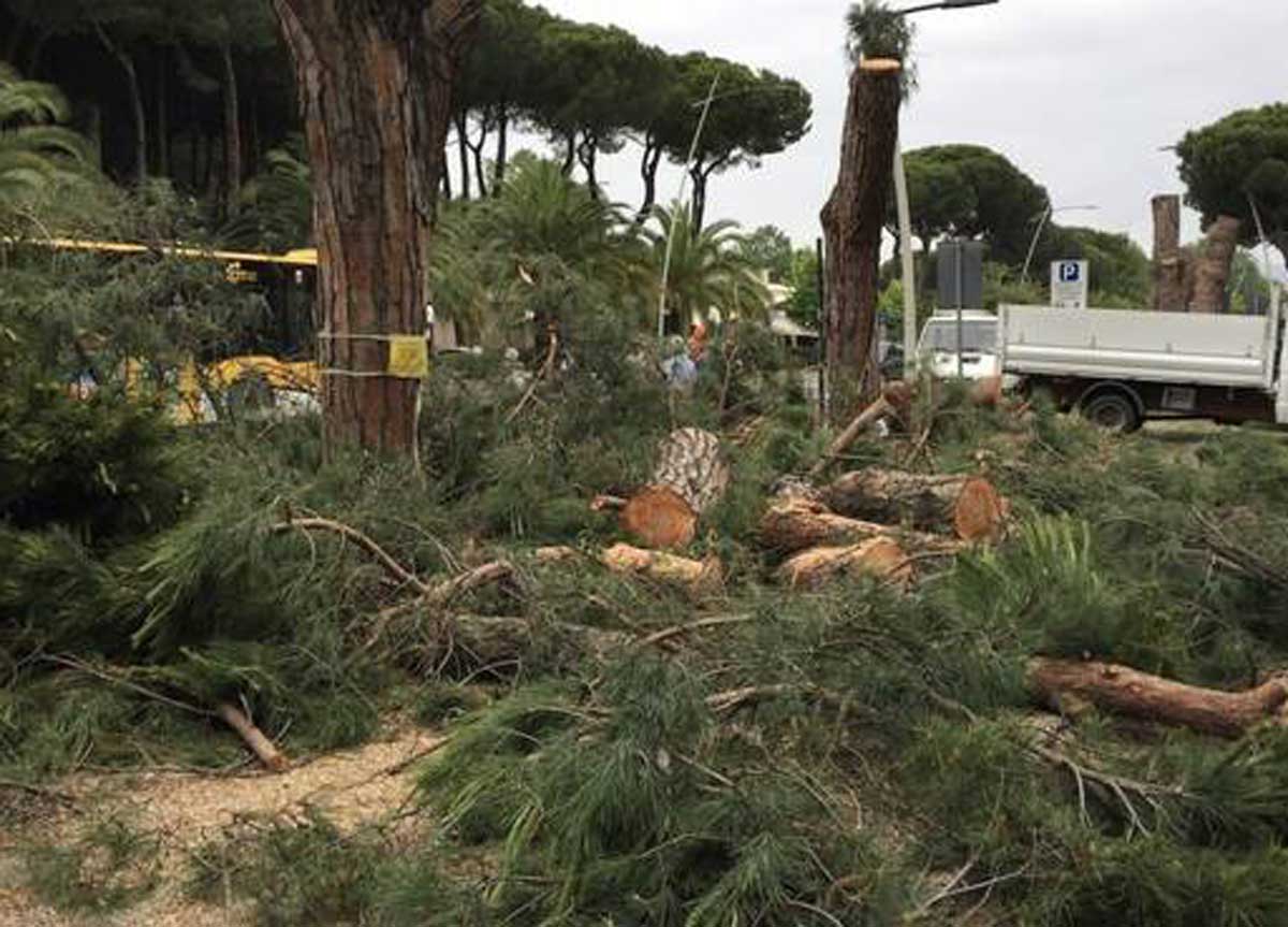 Appia Antica come villa Borghese, strage di alberi. Via Torricola giù 96 pini