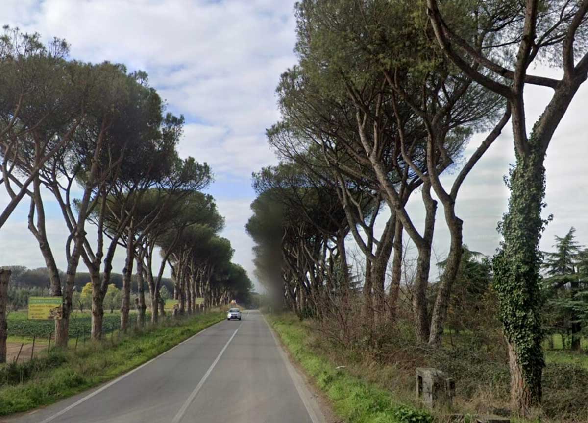 Appia Antica come villa Borghese, strage di alberi. Via Torricola giù 96 pini