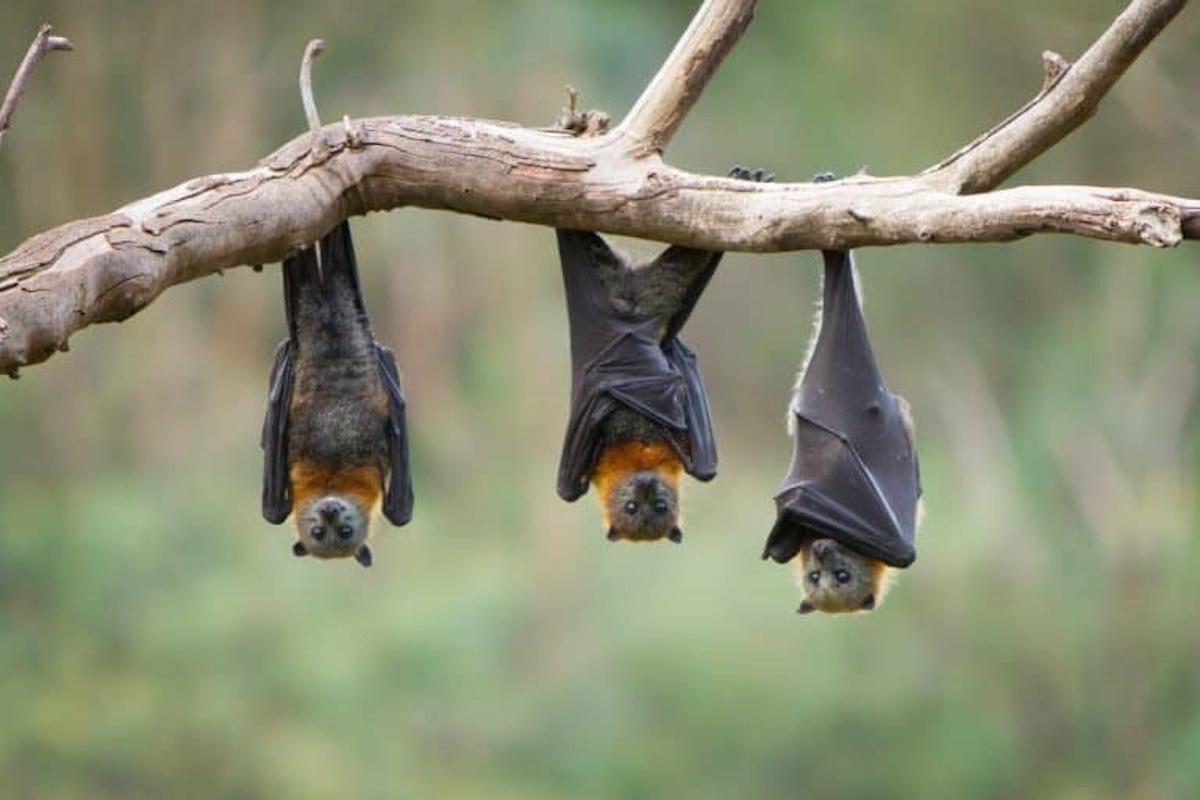 Pipistrelli, migliori amici del vino: curano l’uva e ne aumentano la resa Pipistrelli, migliori amici del vino: curano l’uva e ne aumentano la resa