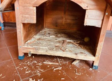 Cani che divorano calzini, coperte e plastiche: si chiama sindrome della Pica