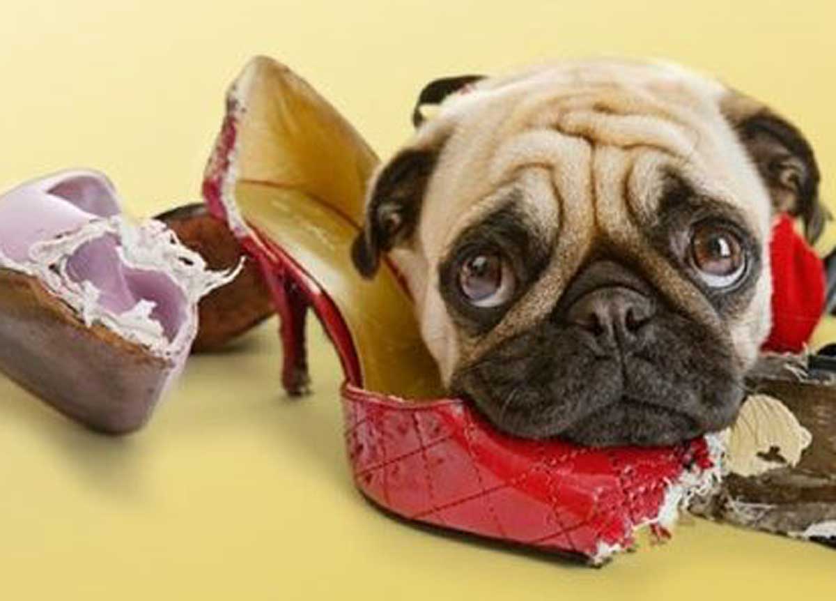 Cani che divorano calzini, coperte e plastiche: si chiama sindrome della Pica