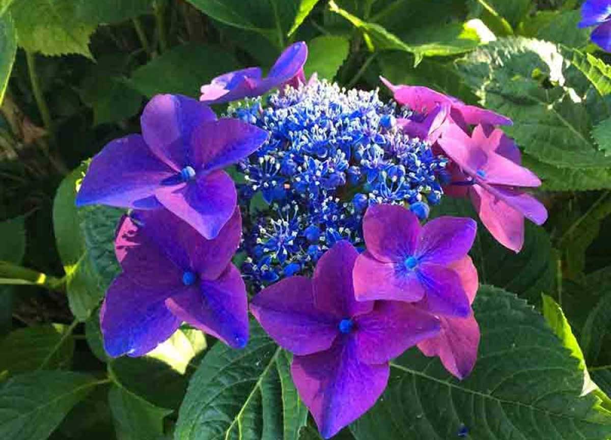 Bolsena sboccia a primavera, ecco la Festa internazionale della Ortensie