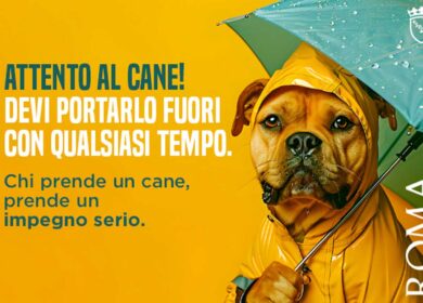 Adozione e abbandono cani, in campo il Comune di Roma: “E’ un vero impegno”