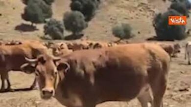 Allarme siccità in Sicilia, campi secchi e polverosi in provincia di Enna
