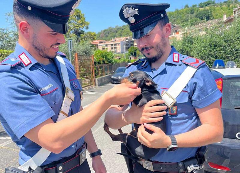 Bracciano, il cucciolo cade in un tombino: Tokyo salvato dai Carabinieri Bracciano, il cucciolo cade in un tombino: Tokyo salvato dai Carabinieri