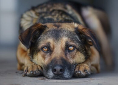 Cane lasciato sul balcone con scotch sul muso, condannati a un anno