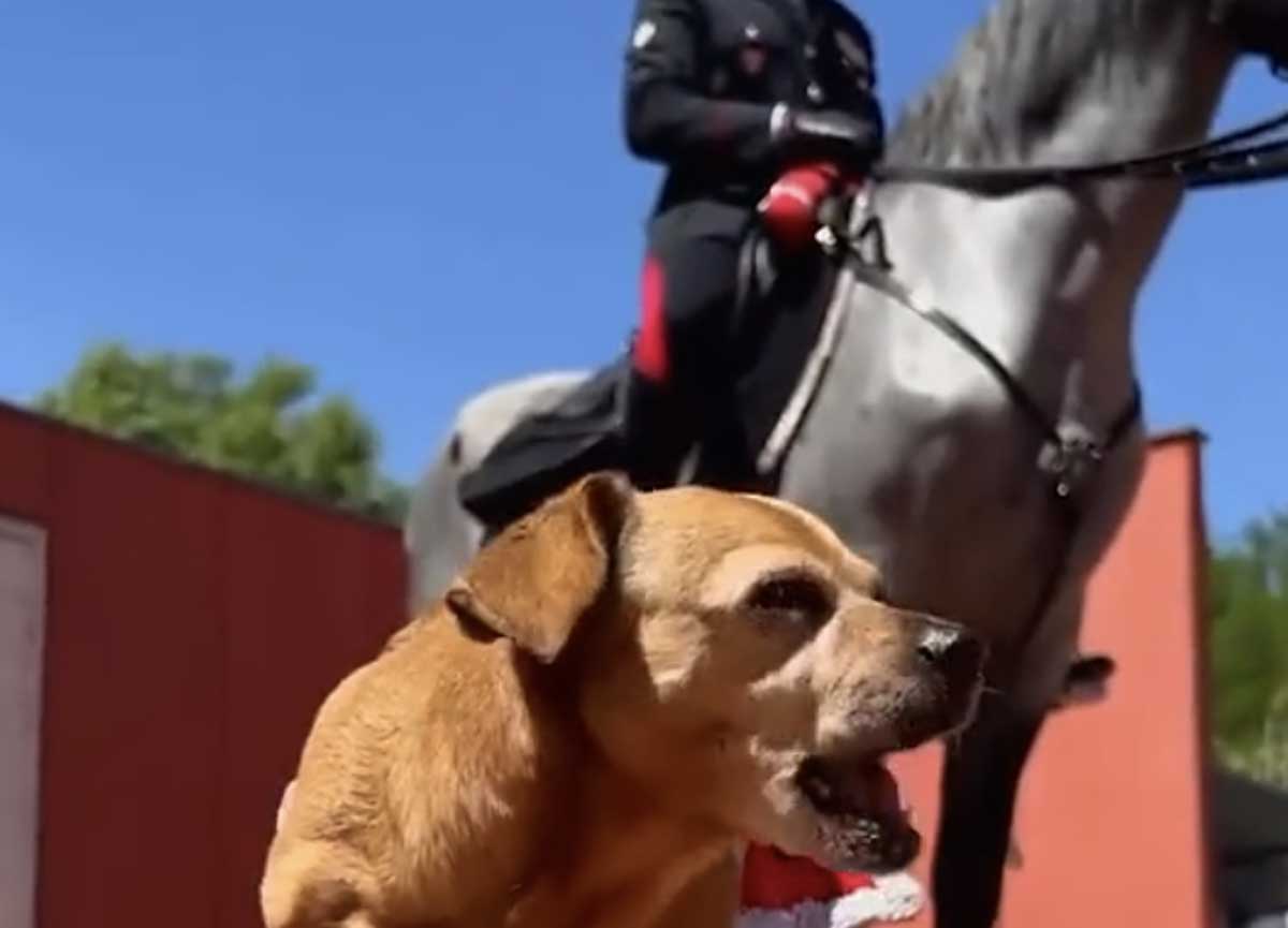 Parata del 2 giugno: a sfilare ci sarà anche Briciola mascotte dei Carabinieri Parata del 2 giugno: a sfilare ci sarà anche Briciola mascotte dei Carabinieri