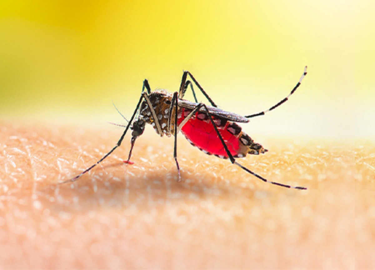 Dengue, ritorna la paura: alto rischio di contagio autoctono in Europa Dengue, ritorna la paura: alto rischio di contagio autoctono in Europa