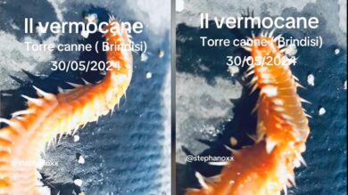 Vermocane invade il Sud d’Italia, incontro choc con un bagnante. VIDEO