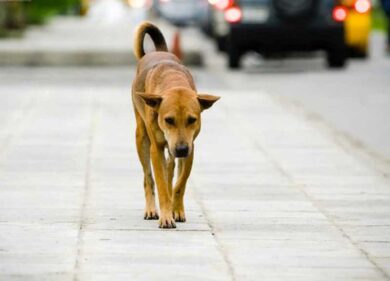 Cane morde una bimba: la padrona denunciata per lesioni colpose e malgoverno