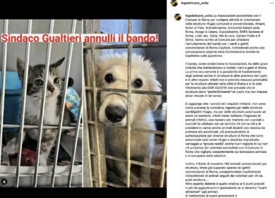 Canili e gattili, la gara da 6ml è un caso politico: tutti contro Gualtieri