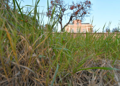 Salute, l’Ordine dei medici: “Allarme virus e zecche per l’erba incolta”