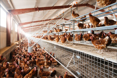 Influenza aviaria: c’è un morto. Nuova pandemia in arrivo? E’ allarme