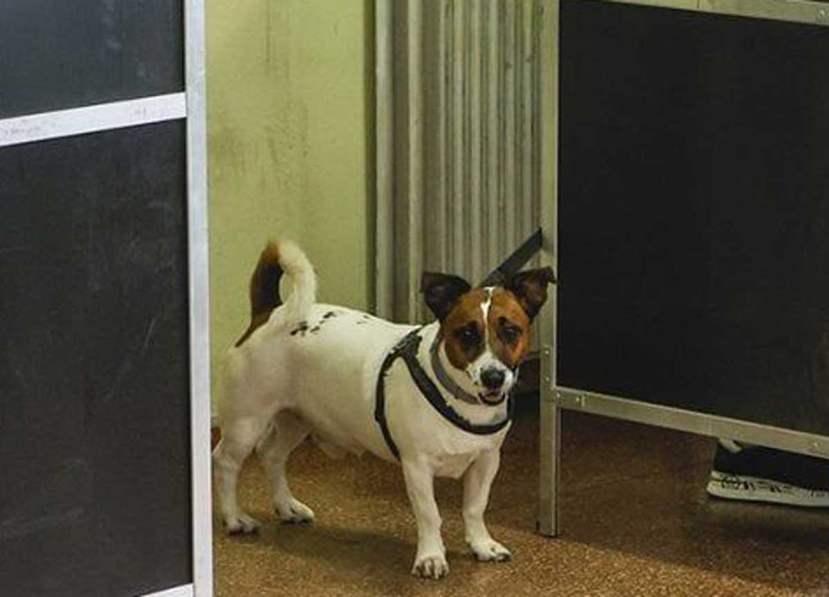 Elezioni Europee “da cani”: al seggio si può andare col peloso, le istruzioni Elezioni Europee “da cani”: al seggio si può andare col peloso, le istruzioni