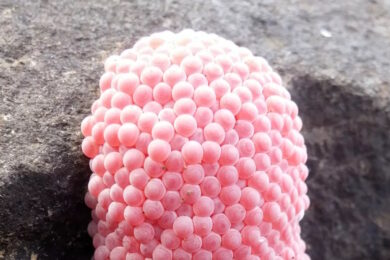 Uova rosa in giardino: se le vedi non toccarle. Allarme lumache mela