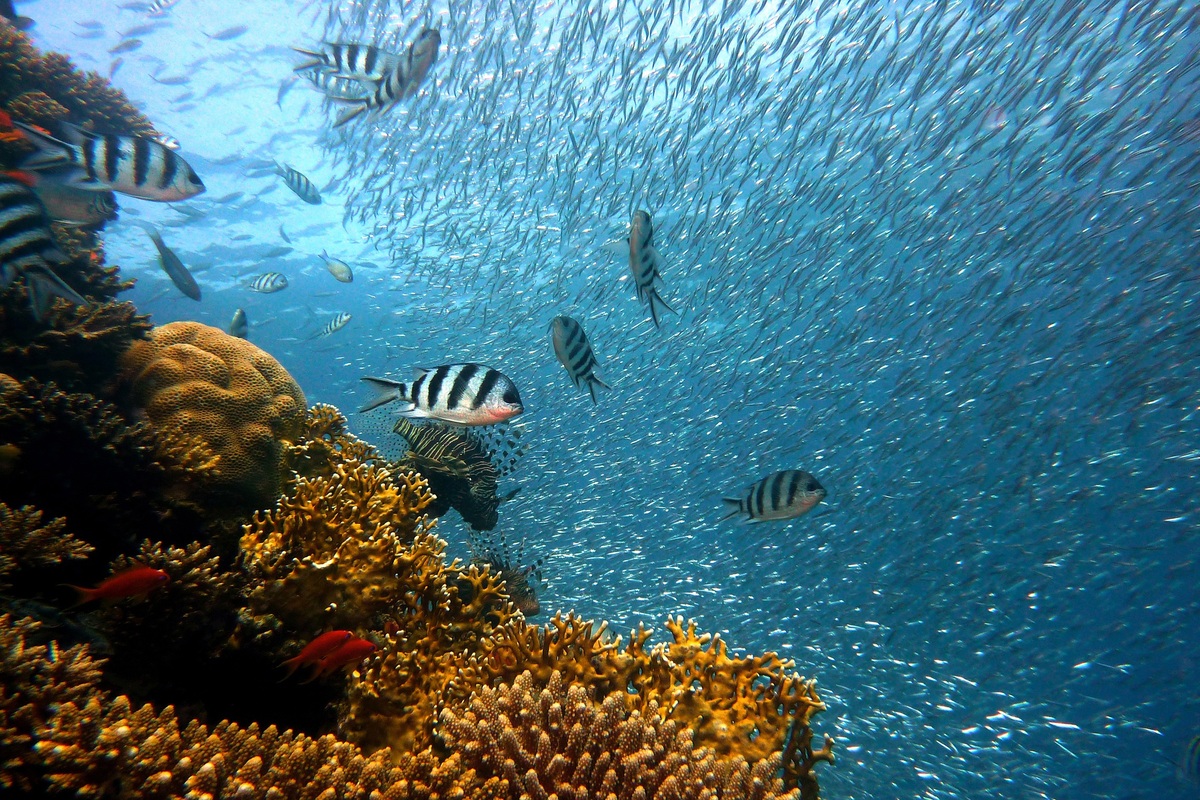 Clima, fa sempre più caldo: a giugno record del riscaldamento oceanico. Nuovo allarme di Copernicus