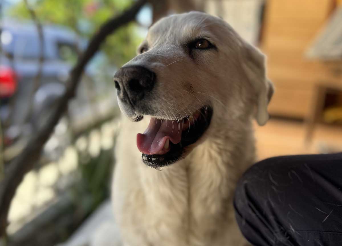 Cani abbandonati in cerca di padroni: te lo do io il canile. Il caso Palombara Cani abbandonati in cerca di padroni: te lo do io il canile. Il caso Palombara