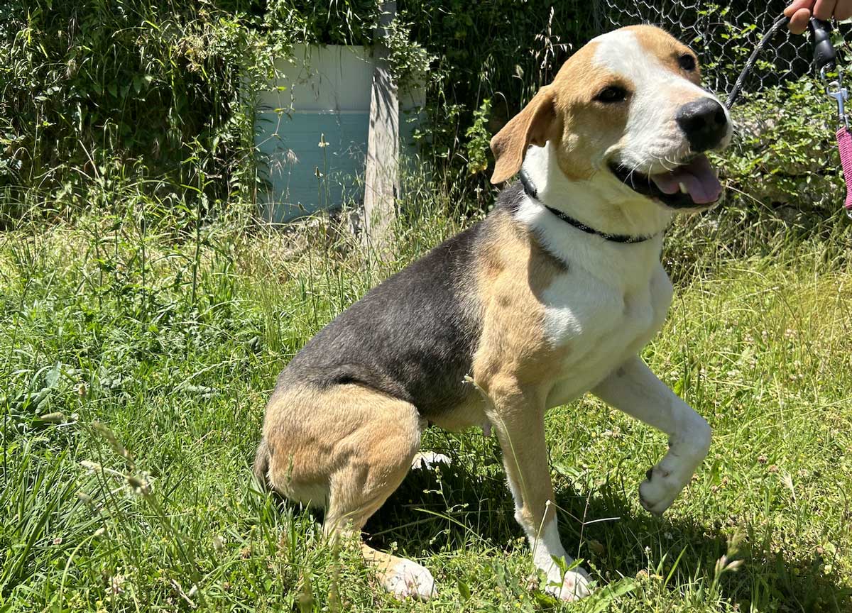 Cani abbandonati in cerca di padroni: te lo do io il canile. Il caso Palombara Cani abbandonati in cerca di padroni: te lo do io il canile. Il caso Palombara