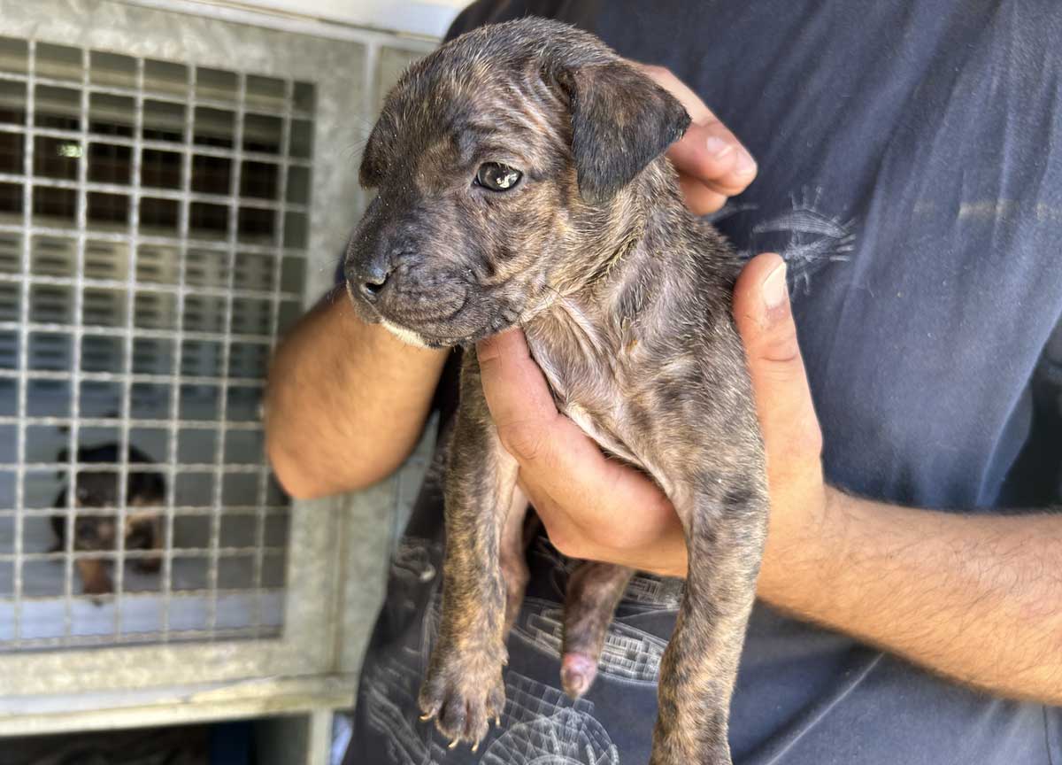 Cani abbandonati in cerca di padroni: te lo do io il canile. Il caso Palombara Cani abbandonati in cerca di padroni: te lo do io il canile. Il caso Palombara