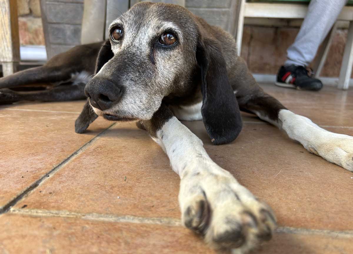 Cani abbandonati in cerca di padroni: te lo do io il canile. Il caso Palombara Cani abbandonati in cerca di padroni: te lo do io il canile. Il caso Palombara
