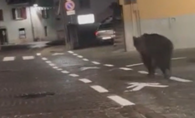 Orso a spasso per le vie del centro durante la festa di fine anno scolastico