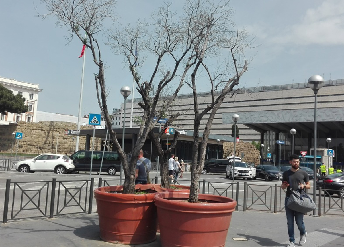 Piante in vaso per l’ombra nel piazze: nessuno le annaffia, sono già secche