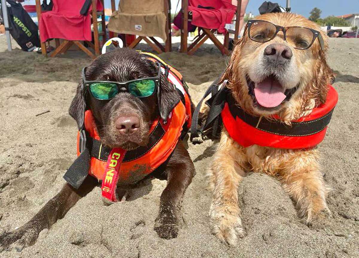 Cani in spiaggia, fuga in avanti di Sperlonga: tutte le regole per i 4 zampe Cani in spiaggia, fuga in avanti di Sperlonga: tutte le regole per i 4 zampe