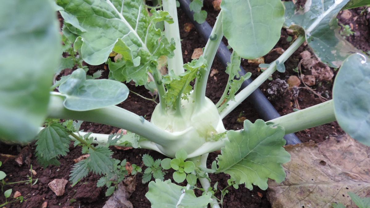Tesori dell’Orto di Puglia: gelsi, barattieri e ‘cape di morto’