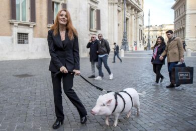 Pitbull picchiata e gettata in un cassonetto a Roma: l’orrore in pieno giorno