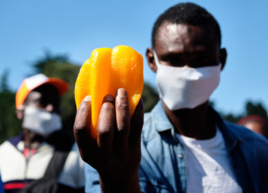 Veneto: scoperti 13 braccianti indiani che lavoravano 14 ore al giorno