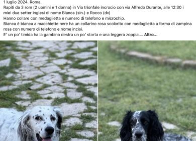 Cani di razza rapiti dai rom, la serie si allunga: si moltiplicano le denunce