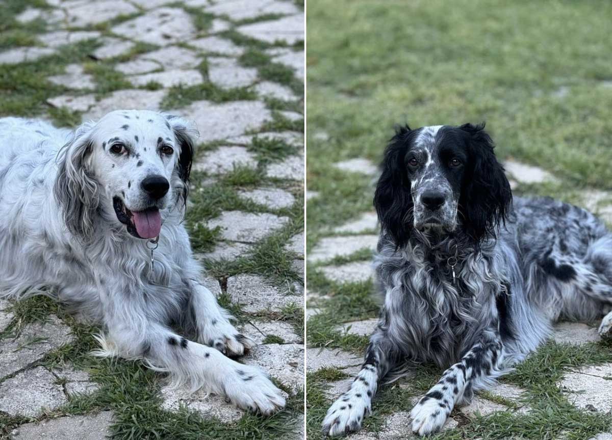 Cani di razza rapiti dai rom, la serie si allunga: si moltiplicano le denunce