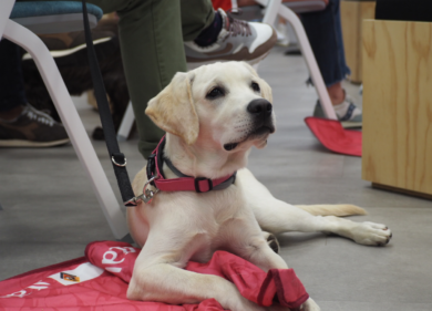 Italo: in collaborazione con Empethy arriva il Rifugio Virtuale per Animali