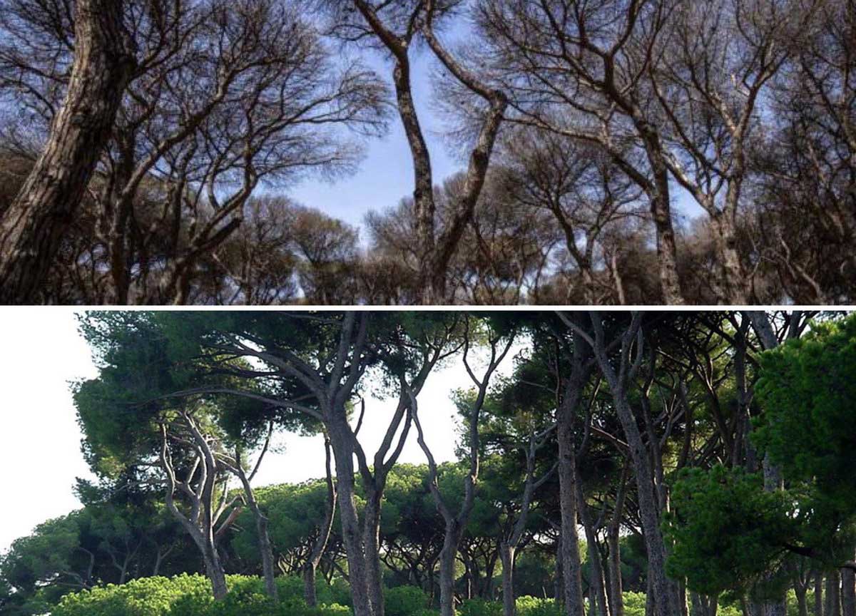 La Pineta di Roma devastata dalla cocciniglia, i milioni di alberi condannati