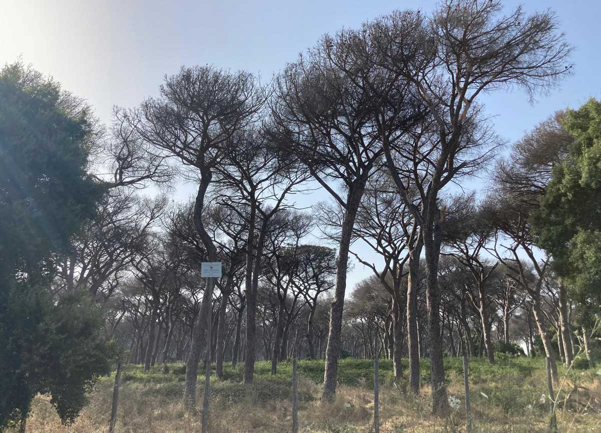 La Pineta di Roma devastata dalla cocciniglia, i milioni di alberi condannati