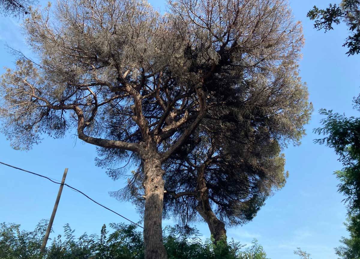 La Pineta di Roma devastata dalla cocciniglia, i milioni di alberi condannati