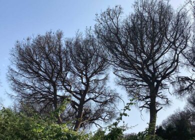 La Pineta di Roma devastata dalla cocciniglia, i milioni di alberi condannati