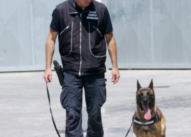 Animali avvelenenati, maxi blitz del nucleo anti veleno dei Carabinieri